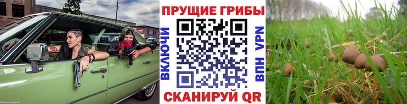 Купить  Петров Вал  Галлюциногенные грибы Psilocybe 